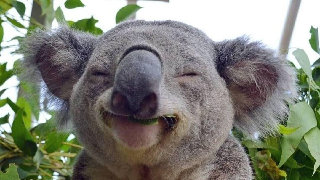 OZkoala