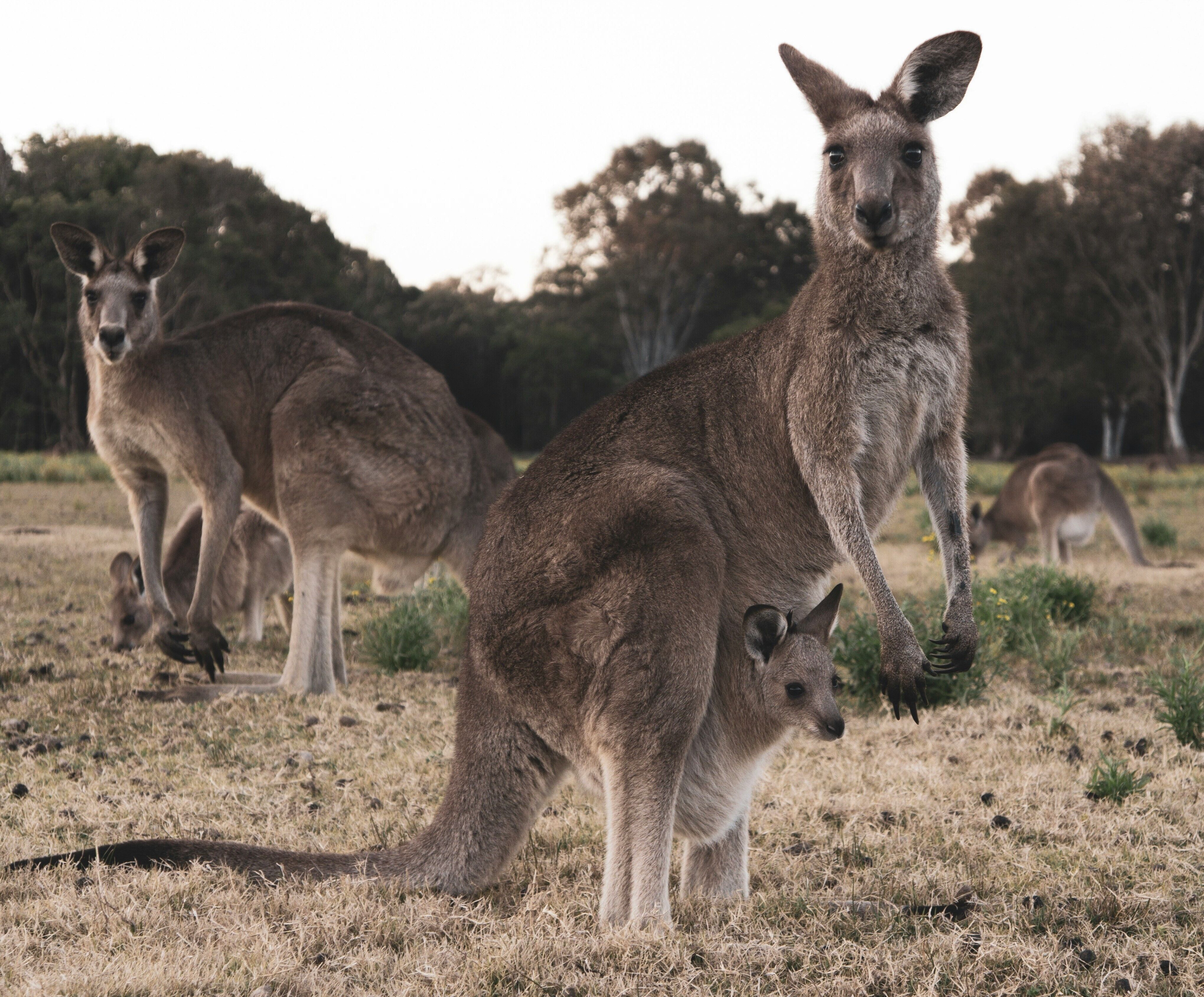 A family of kangaroos